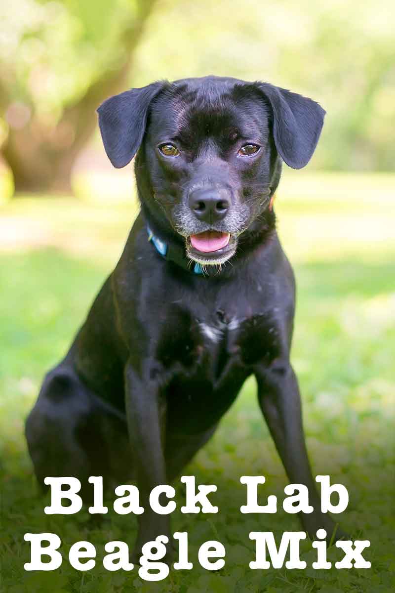 black lab beagle mix