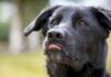 black lab german shepherd mix