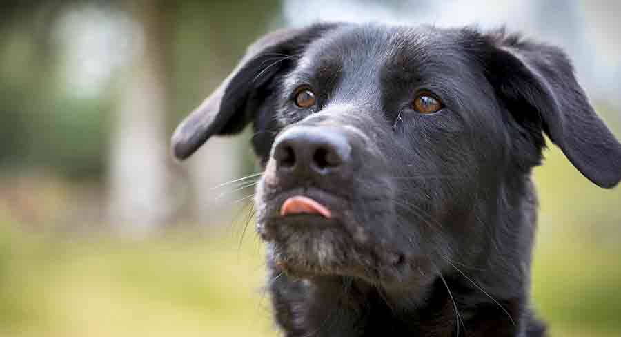 paraply Rodet bjerg Black Lab German Shepherd Mix - Is This The Perfect Loyal Crossbreed?