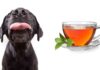 can dogs drink tea