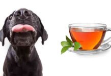 can dogs drink tea