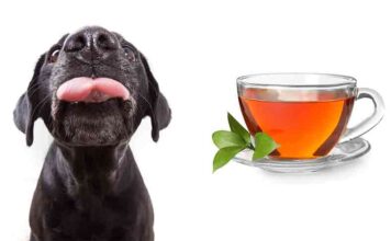 can dogs drink tea