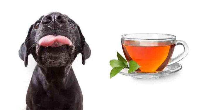 can dogs drink tea