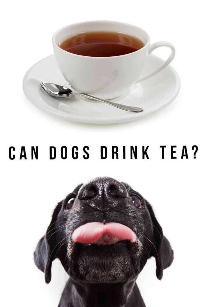 can dogs drink tea
