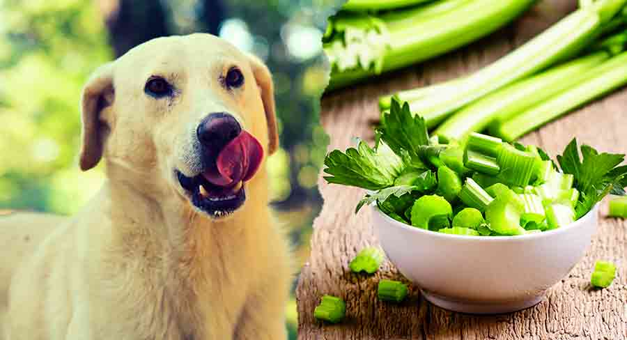Can Dogs Eat Celery Seed
