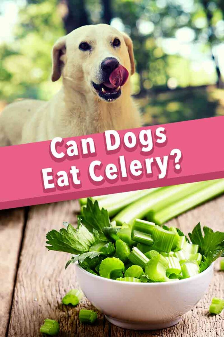 Can Dogs Eat Celery? A Complete Guide To Celery For Dogs