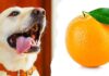 can dogs have oranges