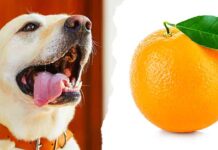 can dogs have oranges