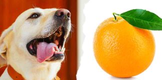 can dogs have oranges
