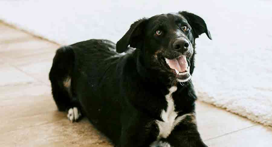 Black Lab Border Collie German Shepherd Mix Jasmiini Pensas