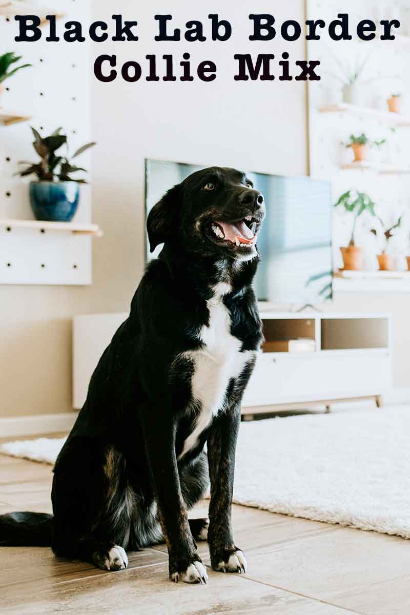 black lab border collie mix