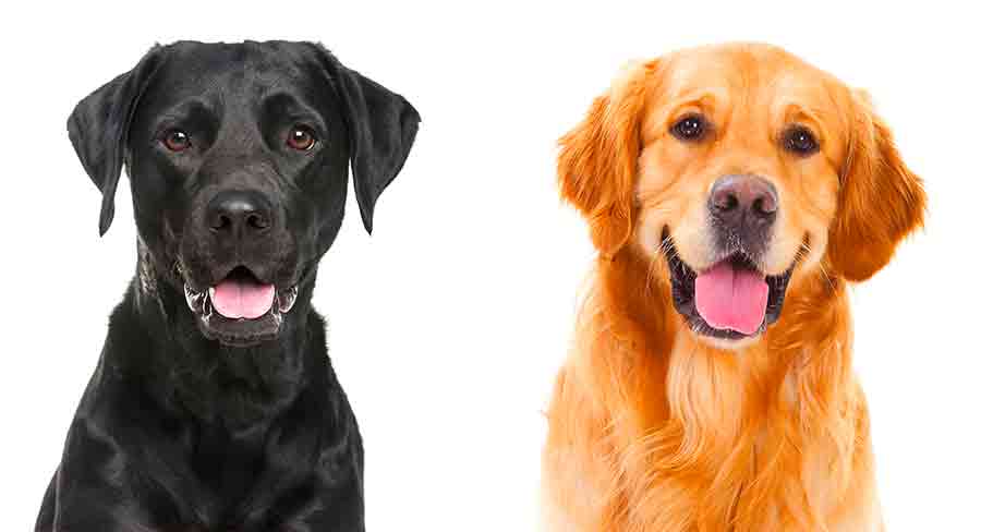 are labradors and golden retrievers the same dog