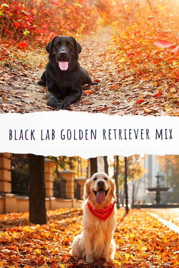 Black Lab Golden Retriever Mix Temperament, Traits And Puppies