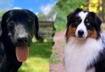 black lab australian shepherd mix