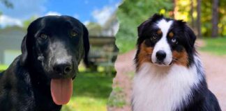 black lab australian shepherd mix