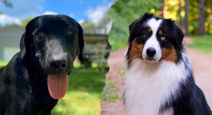 black lab australian shepherd mix