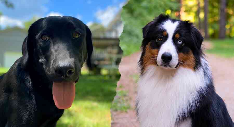 Black Australian Shepherd Mix - Is Combo Right For You?