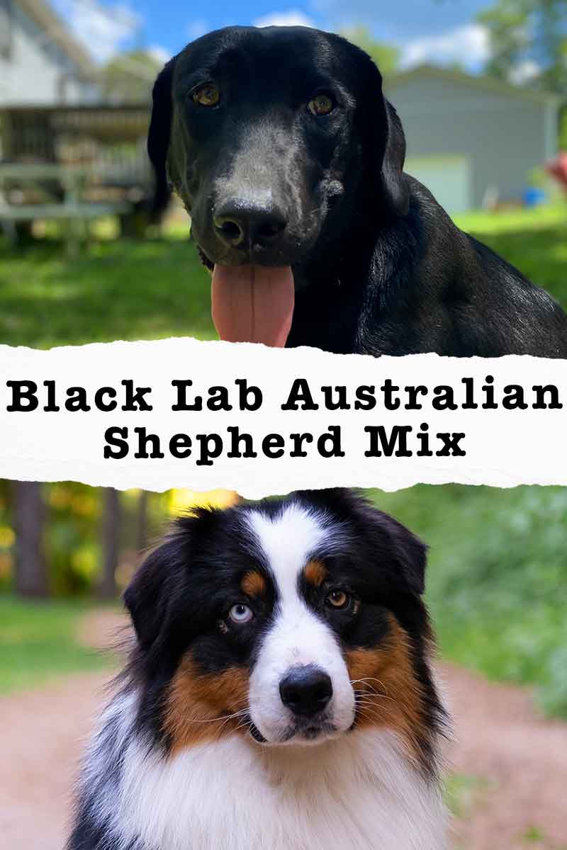 Black Lab Australian Shepherd Mix - MAEHON.COM