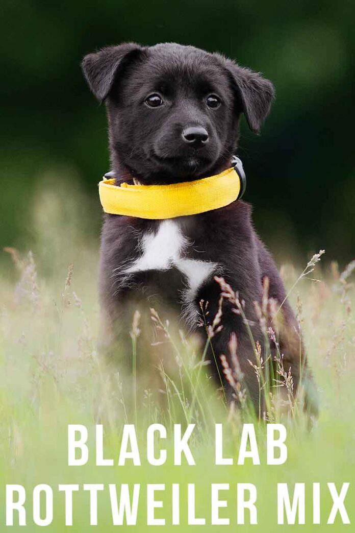 Black Lab Rottweiler Mix A Guide To The Black Rottador Dog