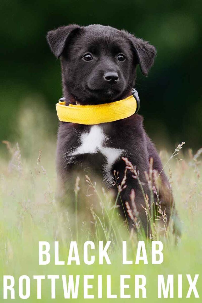 Black Lab Rottweiler Mix A Guide To The Black Rottador Dog