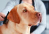 what grooming does a labrador need
