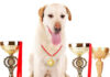 what is a champion bloodline dog