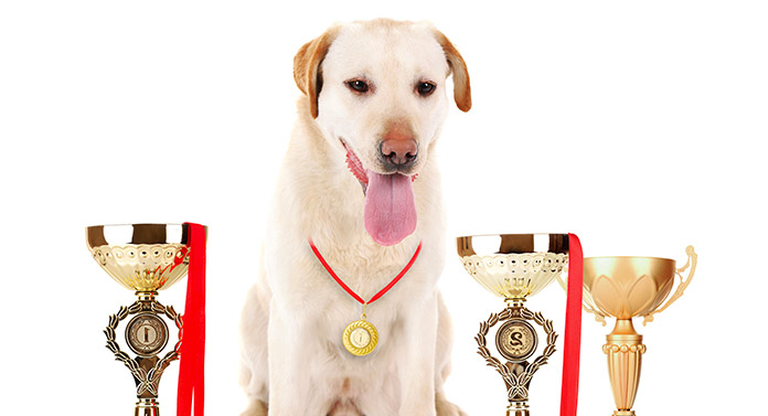 Med det samme Sammensætning Charmerende What Is A Champion Bloodline Dog? Champion Bloodline Meaning