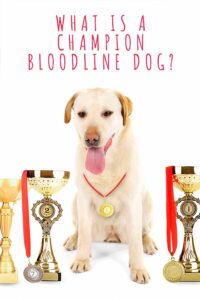 download champion bloodline dog for free