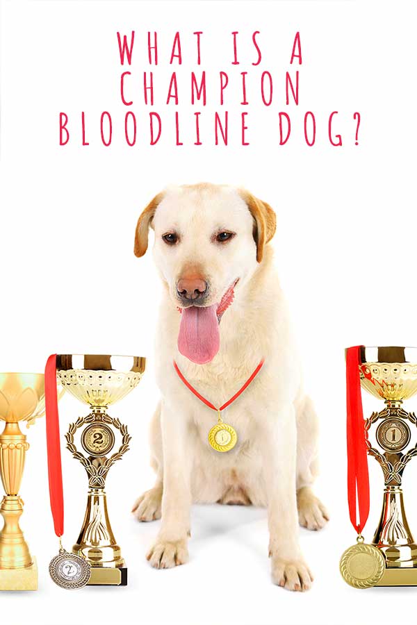 what is a champion bloodline dog