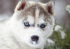 what is a double coated dog