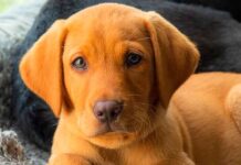tough dog names