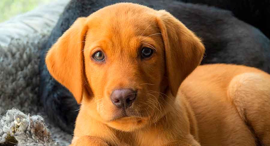 Best Tough Dog Names For Male And Female Dogs