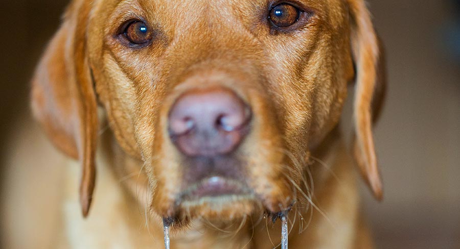 noms de chiens difficiles