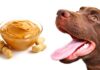 can dogs eat peanut butter