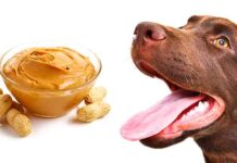 can dogs eat peanut butter