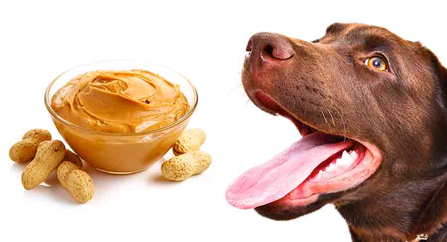 how often can dogs have peanut butter