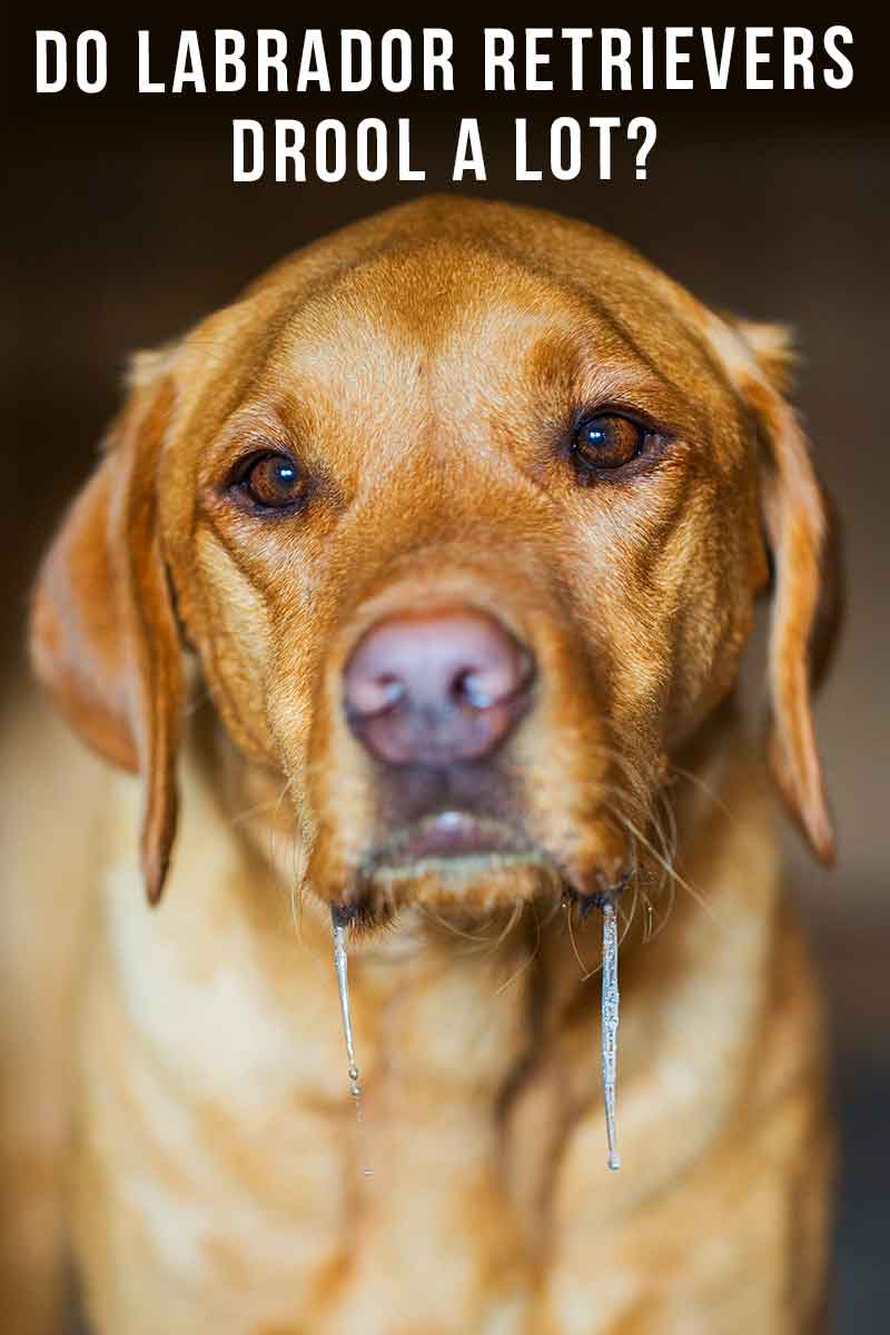 do labrador retrievers drool a lot