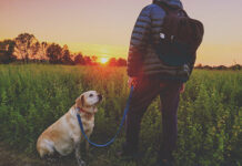 what is a dog warden