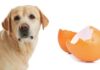 can dogs eat egg shell?