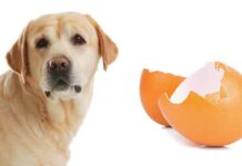 Can Dogs Eat Egg Shells LS long
