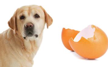 can dogs eat egg shell?