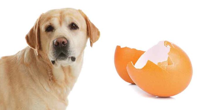 can dogs eat egg shell?