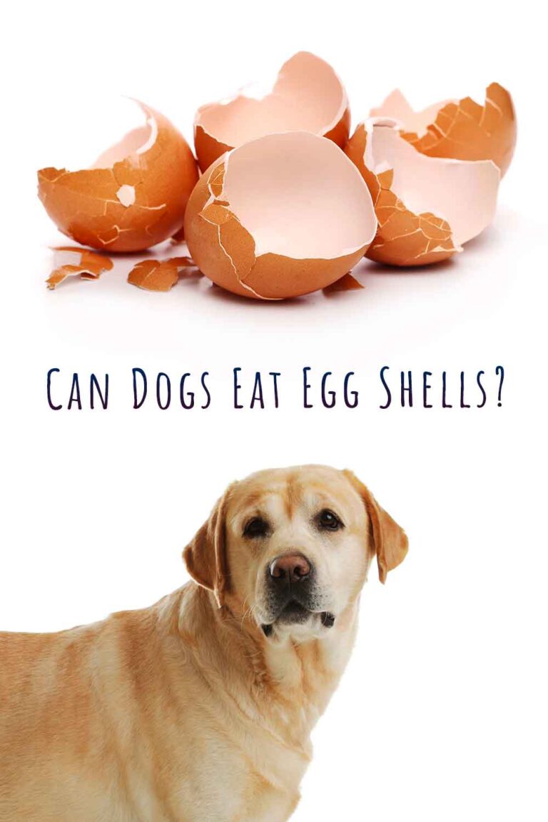 Can Dogs Eat Egg Shells Is Egg Shell Good For Dogs?