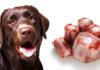 can dogs eat oxtail bones