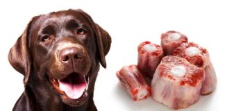 can dogs eat oxtail bones