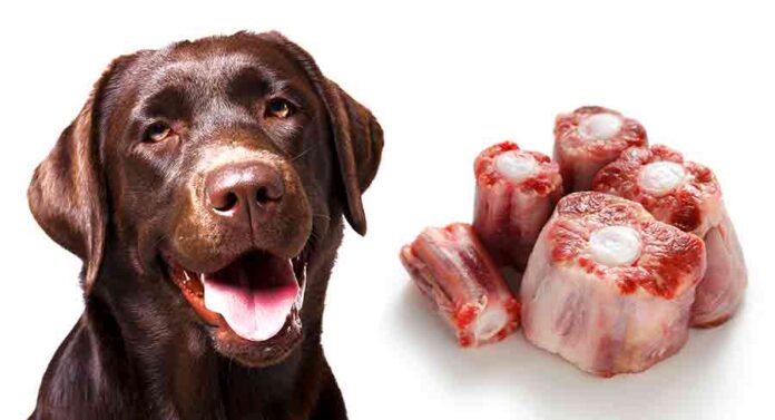 les chiens peuvent-ils manger des os de queue de bœuf