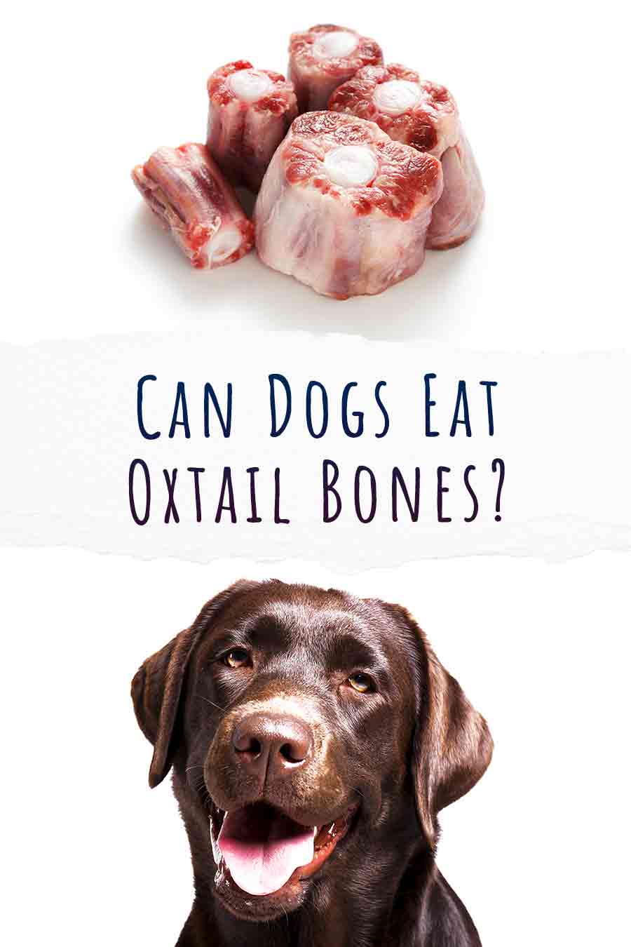 can dogs eat oxtail bones