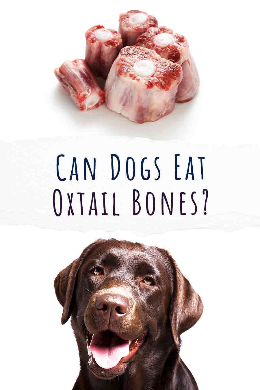 Can Dogs Eat Oxtail Bones? A Guide To Oxtail Bones For Dogs Can Dogs Eat Oxtail Bones? A Guide To Oxtail Bones For Dogs