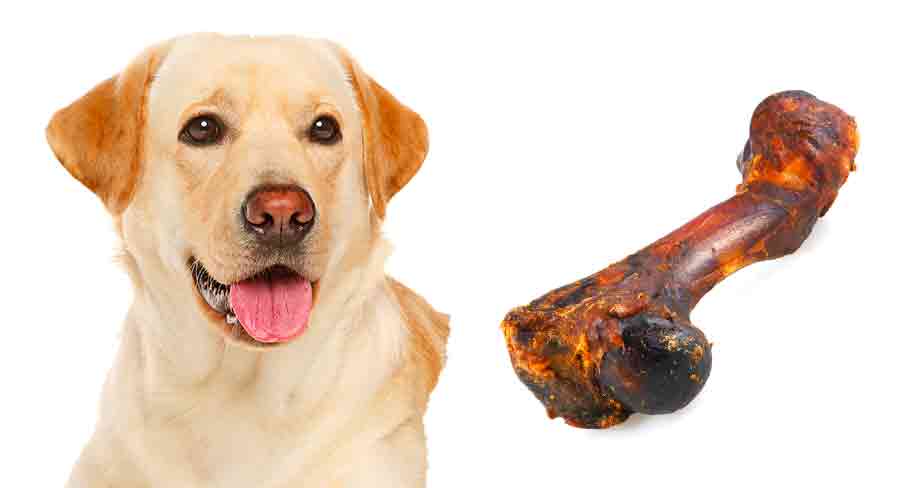 are dog chewing bones bad for them