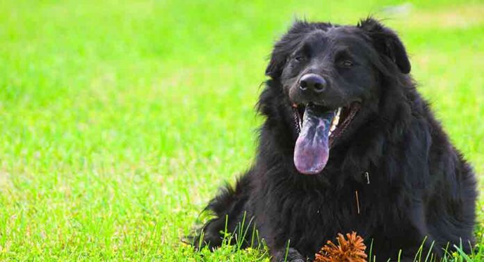 black lab chow mix